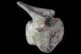 Hadrosaur Caudal Vertebra - Alberta (Disposition #-) #92784-2